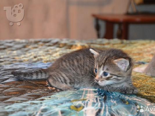 PoulaTo: Russian blue kitten for sale 90Euro